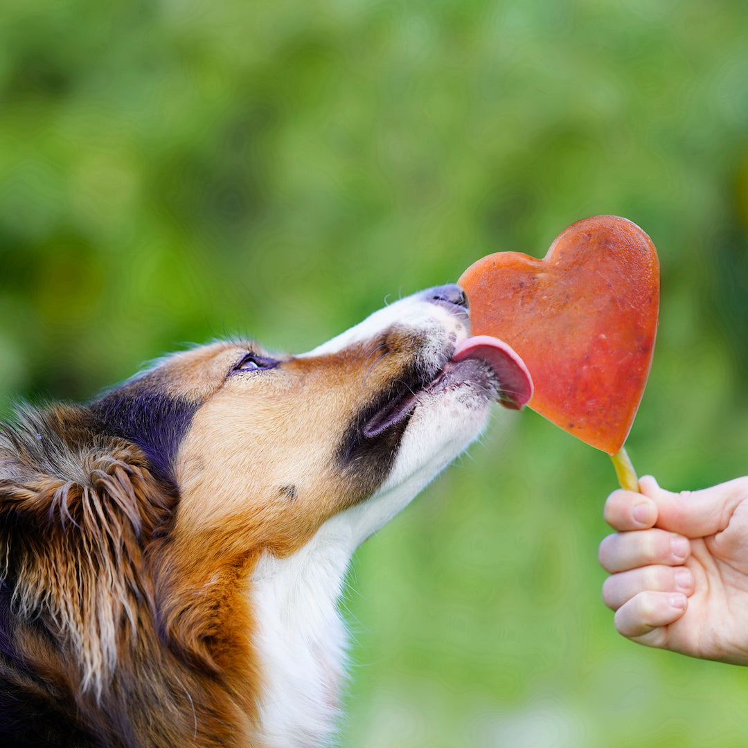 Hundesmoothie