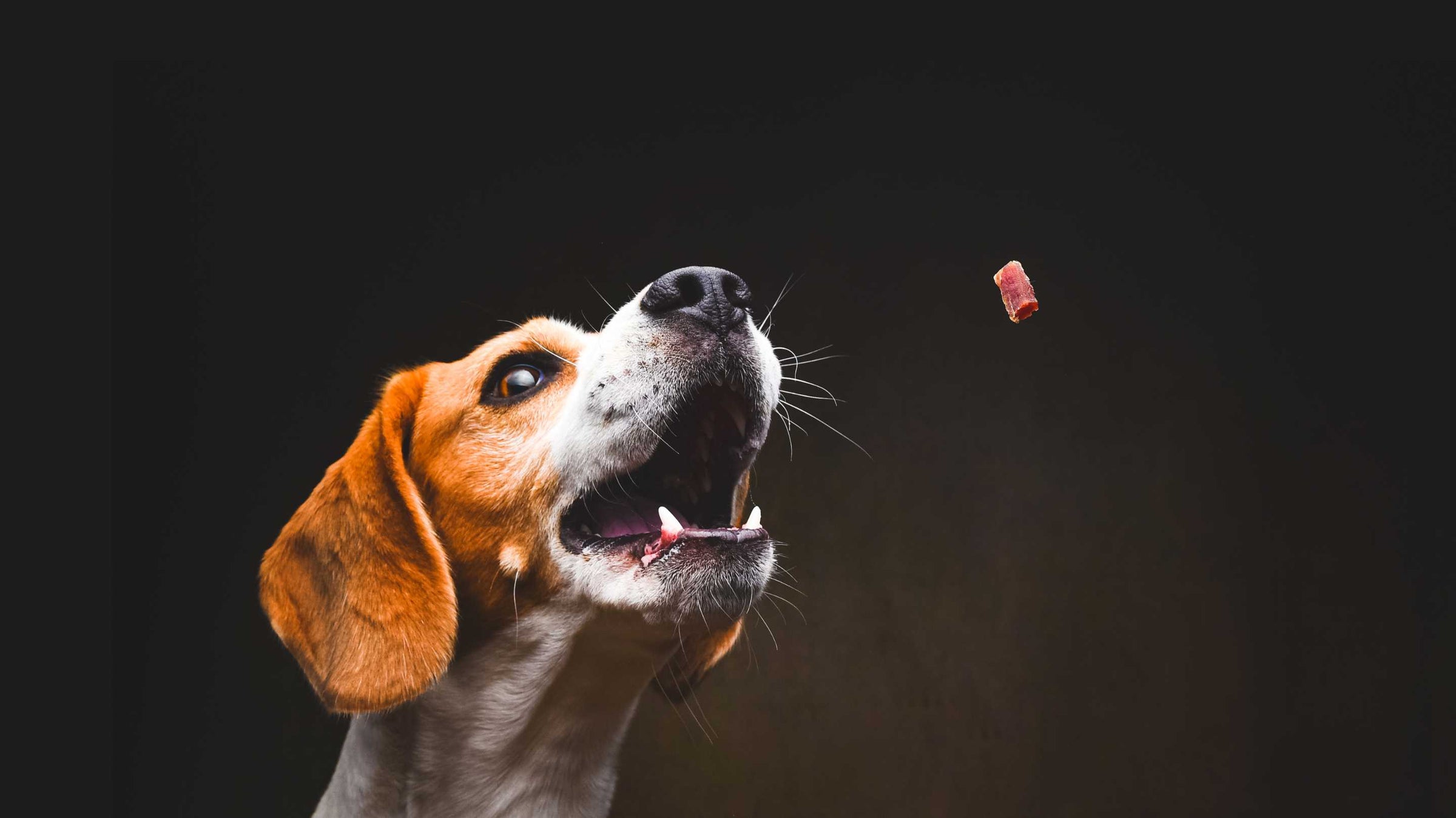 Hochwertige Hundesnacks