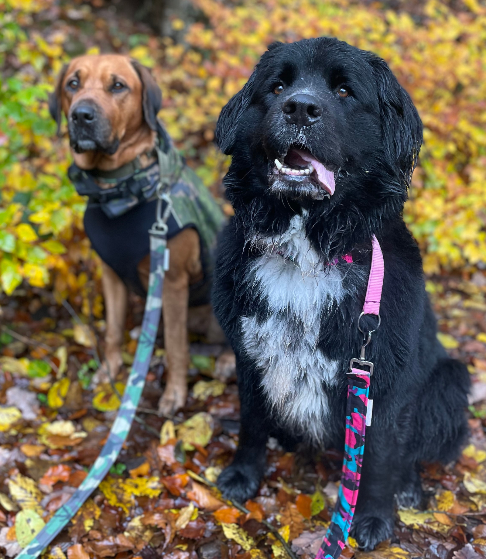 Hund im Alltag mit Rudelheld-Zubehör