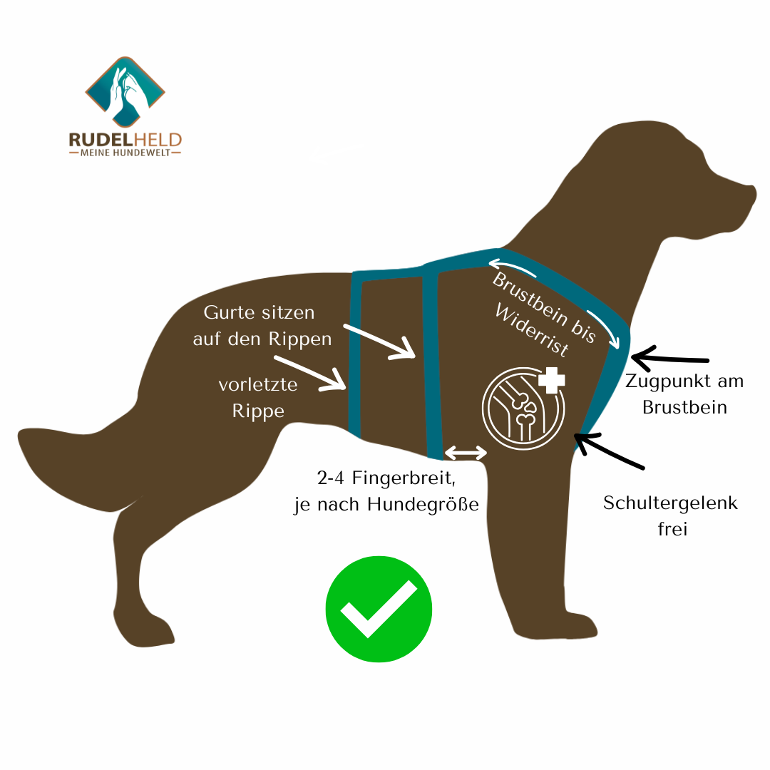 Infografik zum Sicherheitsgeschirr