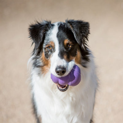 KONG Senior Hundespielzeug