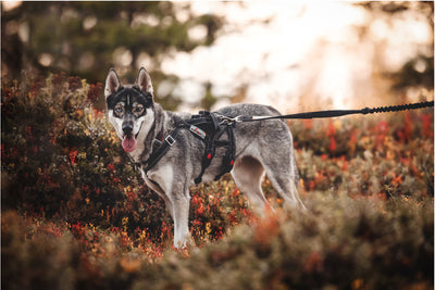 Open Range Harness - Discovery Fashion