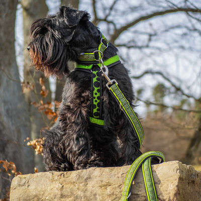 Hundegeschirr